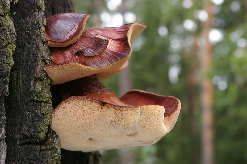 Fistulina hepatica